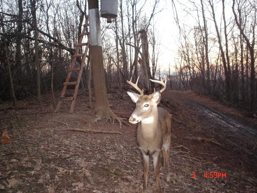 8 point buck 8 point buck